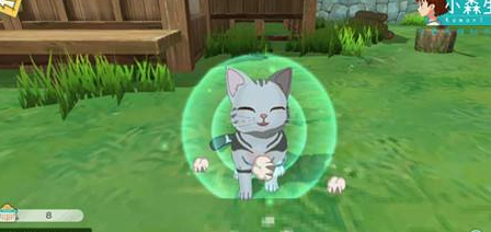 小森生活家猫在哪领养  家猫领养方法