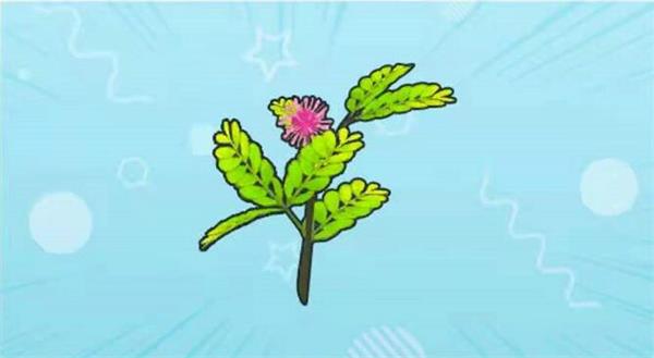 摩尔庄园手游含羞草如何获得？