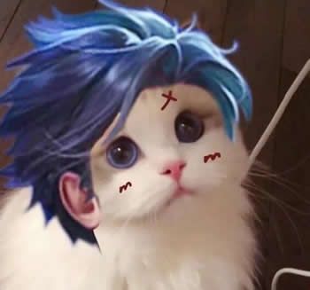 王者荣耀猫咪接头头像大全