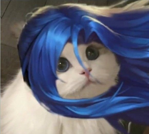 王者荣耀猫咪接头头像大全