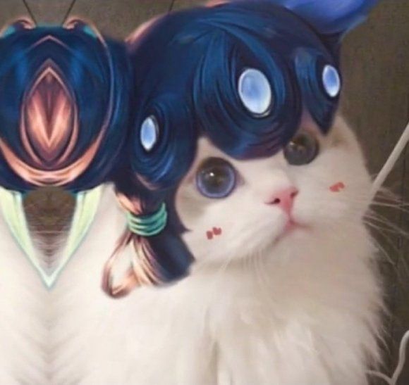 王者荣耀猫咪接头头像大全