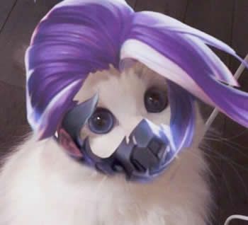 王者荣耀猫咪接头头像大全