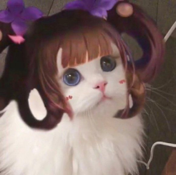 王者荣耀猫咪接头头像大全