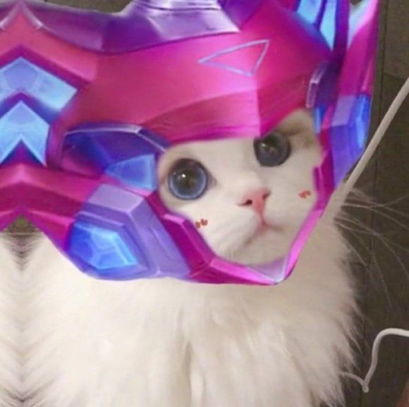 王者荣耀猫咪接头头像大全
