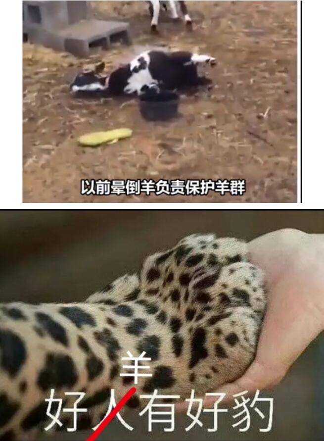 晕倒羊有多惨什么梗