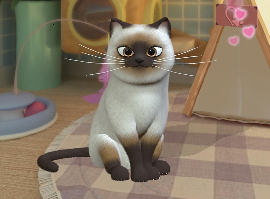 时光公主怎么照料猫咪？