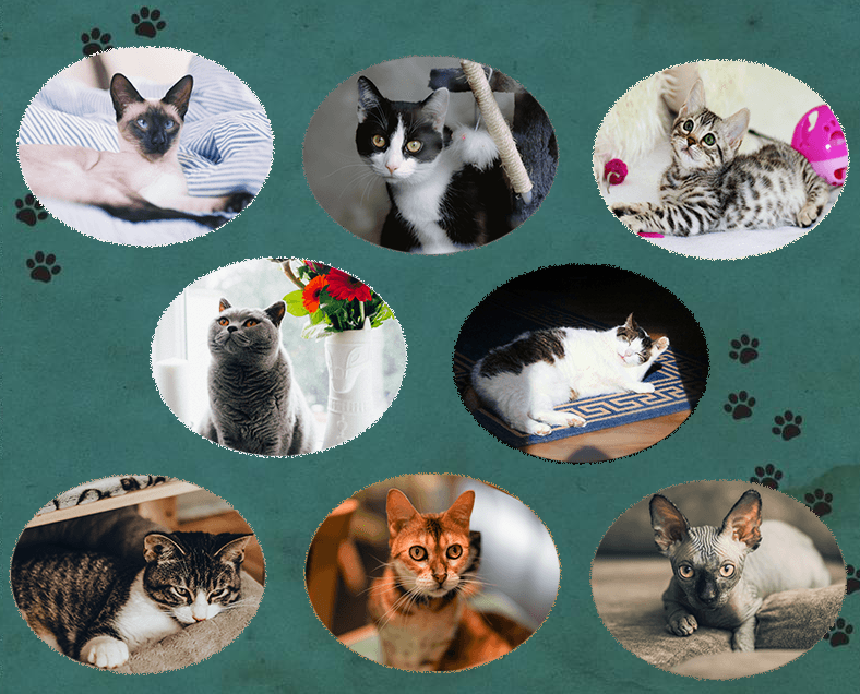 治愈系解谜新游《猫MIN》开启众筹 今秋登陆Switch