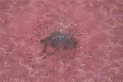 《Cocoon茧》第四章游戏攻略