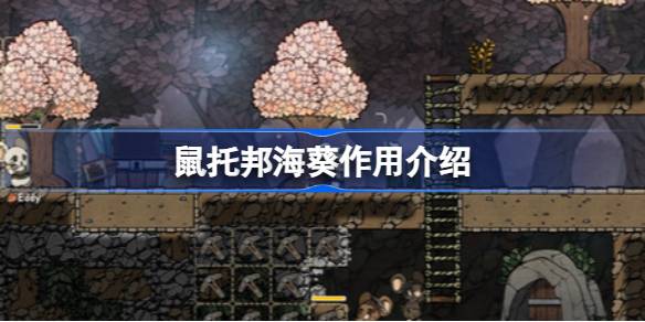 鼠托邦海葵有什么用？海葵作用介绍