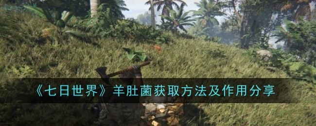 《七日世界》羊肚菌获取方法及作用介绍